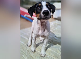 LEO sucht sein Zuhause