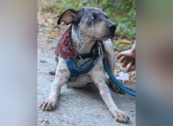 Grisa sucht einfühlsame Menschen Grisa sucht einfühlsame Menschen