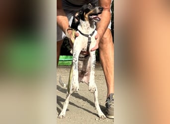 Giuseppe sucht liebevolle Menschen Giuseppe sucht liebevolle Menschen