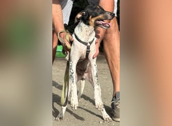 Giuseppe sucht liebevolle Menschen Giuseppe sucht liebevolle Menschen