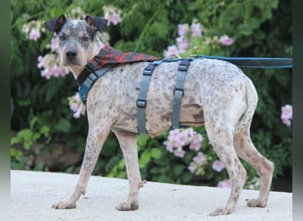 Grisa sucht einfühlsame Menschen Grisa sucht einfühlsame Menschen