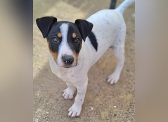 MARCO sucht ein liebevolles Zuhause