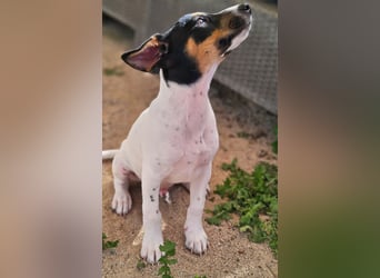 LEO sucht sein Zuhause