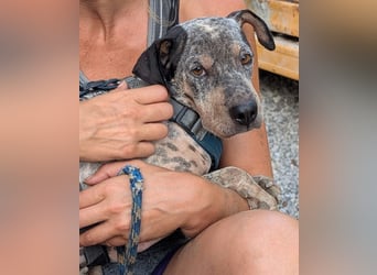 Grisa sucht einfühlsame Menschen Grisa sucht einfühlsame Menschen