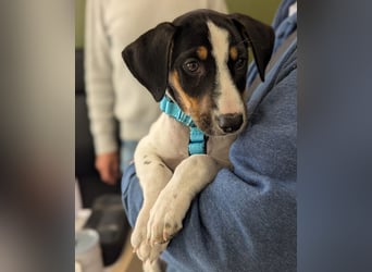 LEO sucht sein Zuhause