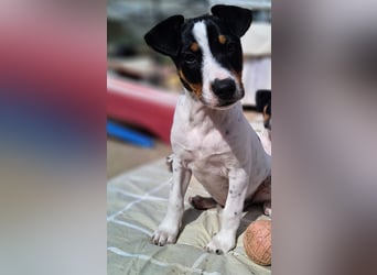 MARCO sucht ein liebevolles Zuhause