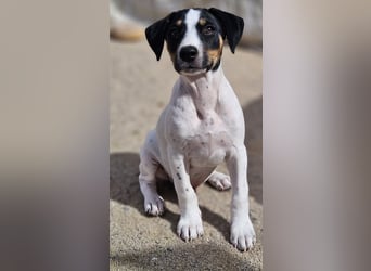 LEO sucht sein Zuhause