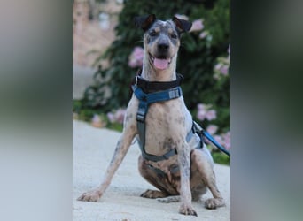 Grisa sucht einfühlsame Menschen Grisa sucht einfühlsame Menschen