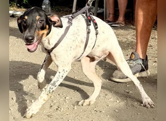 Giuseppe sucht liebevolle Menschen Giuseppe sucht liebevolle Menschen