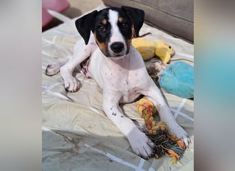 LEO sucht sein Zuhause