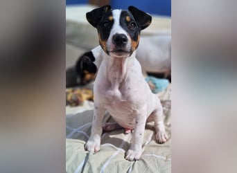 MARCO sucht ein liebevolles Zuhause