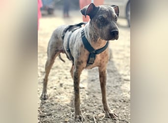 Grisa sucht einfühlsame Menschen Grisa sucht einfühlsame Menschen