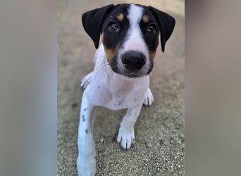 LEO sucht sein Zuhause