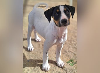 LEO sucht sein Zuhause