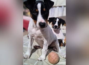 MARCO sucht ein liebevolles Zuhause