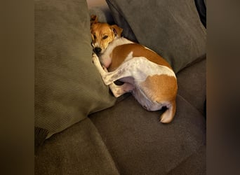 Frida sucht das Glück