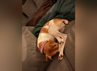 Frida sucht das Glück