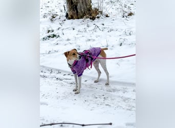 Frida sucht das Glück
