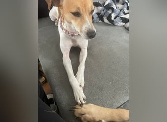 Frida sucht das Glück