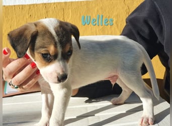Welles geb. 09/2021 (in Deutschland) - charmanter Bub sucht erfahrene Menchen!