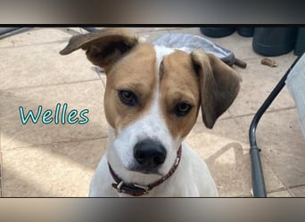 Welles geb. 09/2021 (in Deutschland) - charmanter Bub sucht erfahrene Menchen!