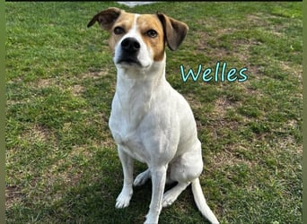 Welles geb. 09/2021 (in Deutschland) - charmanter Bub sucht erfahrene Menchen!