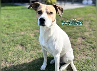 Welles geb. 09/2021 (in Deutschland) - charmanter Bub sucht erfahrene Menchen!