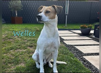 Welles geb. 09/2021 (in Deutschland) - charmanter Bub sucht erfahrene Menchen!