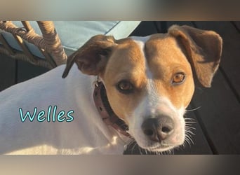 Welles geb. 09/2021 (in Deutschland) - charmanter Bub sucht erfahrene Menchen!