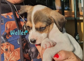 Welles geb. 09/2021 (in Deutschland) - charmanter Bub sucht erfahrene Menchen!