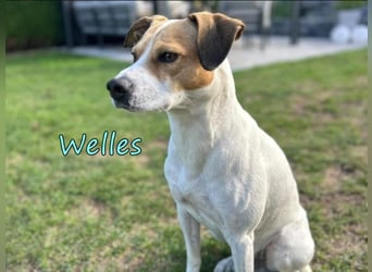 Welles geb. 09/2021 (in Deutschland) - charmanter Bub sucht erfahrene Menchen!