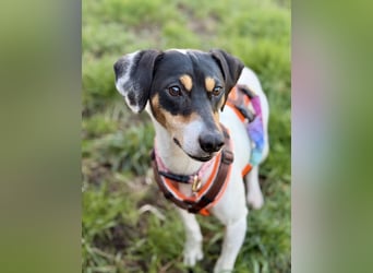 Luna - Sensible Begleiterin sucht Zuhause im Doppelpack