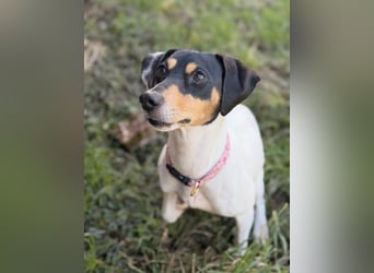 Luna - Sensible Begleiterin sucht Zuhause im Doppelpack