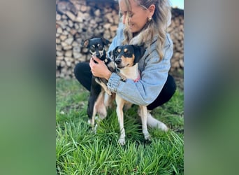 Luna - Sensible Begleiterin sucht Zuhause im Doppelpack