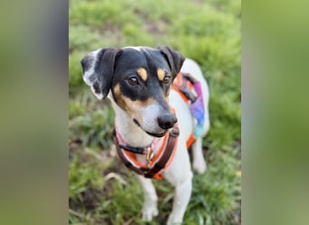 Luna - Sensible Begleiterin sucht Zuhause im Doppelpack