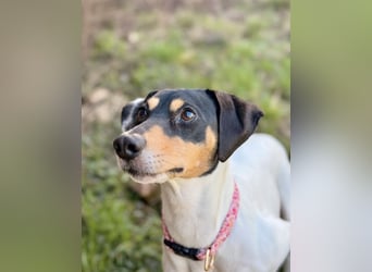 Luna - Sensible Begleiterin sucht Zuhause im Doppelpack