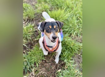 Luna - Sensible Begleiterin sucht Zuhause im Doppelpack