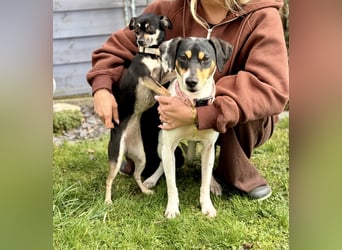 Luna - Sensible Begleiterin sucht Zuhause im Doppelpack