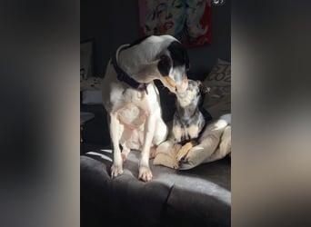 Luna - Sensible Begleiterin sucht Zuhause im Doppelpack