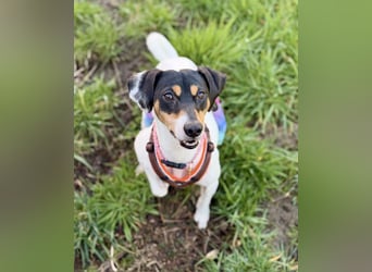 Luna - Sensible Begleiterin sucht Zuhause im Doppelpack