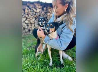 Luna - Sensible Begleiterin sucht Zuhause im Doppelpack