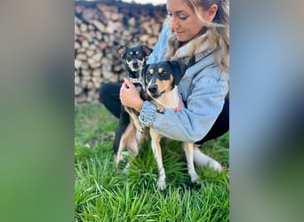 Luna - Sensible Begleiterin sucht Zuhause im Doppelpack