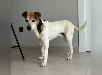 Max - sanfter Bodeguero-Mix sucht sein Zuhause