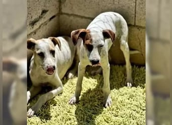 Lucky , hat Glück verdient