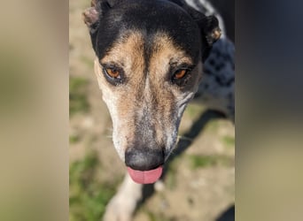 Pini - freundliche Jagdhund-Mischlingshündin sucht ihr Zuhause