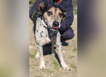 Pini - freundliche Jagdhund-Mischlingshündin sucht ihr Zuhause