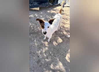 Lucky, mag Kinder, Katzen und Hundekumpels