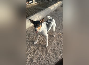 Limón - ein fröhlicher Herzenshund mit ständig wedelndem Schwänzchen sucht sein Zuhause