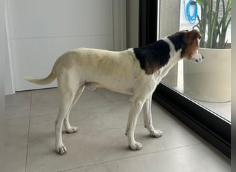 Max - sanfter Bodeguero-Mix sucht sein Zuhause
