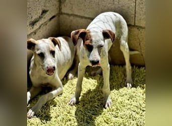 Lucky, wann bekommt er seine Chance?